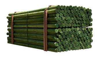 Polines